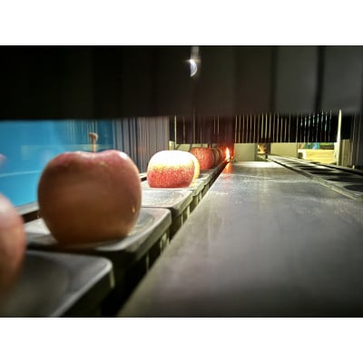 訳ありサンふじ　5kg(13玉～22玉)でお届け【令和7年11月上旬より順次発送】【配送不可地域：離島】