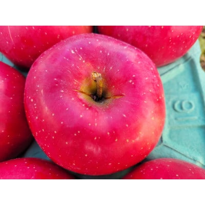 【訳あり】青森県産りんご「早生ふじ 家庭用」約5kg　産地直送!