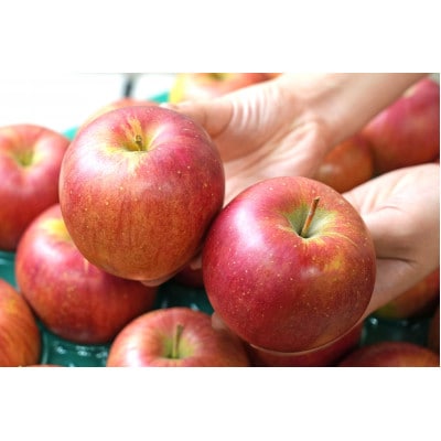 【26年1月より順次発送】平均糖度13度以上! シナノスイート 約5kg 訳あり【配送不可地域：沖縄県】