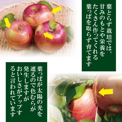 【25年10月より順次発送】平均糖度12度以上! 葉とらずサンつがる 約10kg 訳あり【配送不可地域：沖縄県】