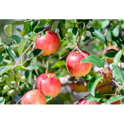 平均糖度12度以上! サンつがる 約10kg 訳あり  クール便【配送不可地域：離島・沖縄県】