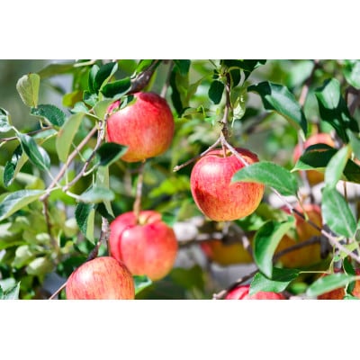 【26年6月出荷予定】平均糖度13度以上! 有袋ふじ 約10kg おもてなし用 CA貯蔵 クール便【配送不可地域：離島・沖縄県】