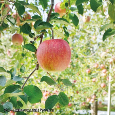 青森県黒石市上十川産サンふじ100%使用　無添加　いちからつくったりんごジュース　1L×6本セット