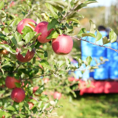 【発送月固定定期便】青森りんご 訳あり 品種おまかせ 5kg 12月～2月全3回【配送不可地域：離島・沖縄県】