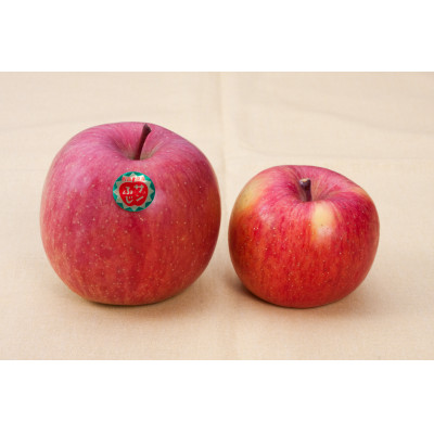 【令和7年11月上旬～発送】今年もお届け。味にこだわる生産者から「葉とらずこうとく」2.8kg【配送不可地域：離島】