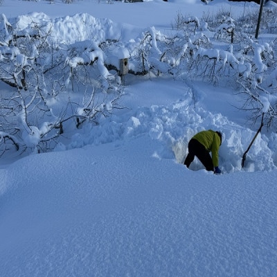 園主おススメ!　旬のりんご詰め合わせ　【家庭用】　約5キロ　おまかせ4種食べ比べ