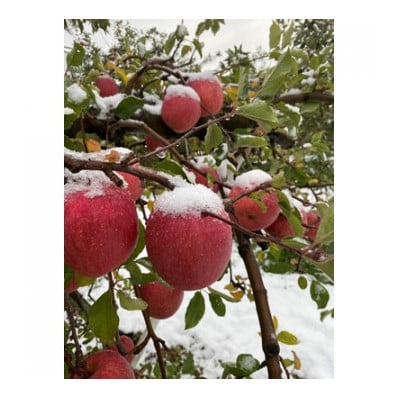 鎌田林檎園直送!　こだわりの個性派　葉隠れサンふじ　約3kg 【スタンダード品】