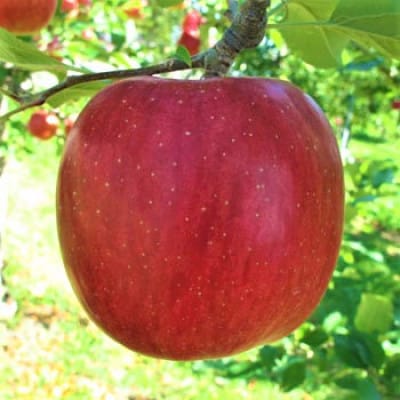 サクッと甘い!シナノスイート　青森県産りんご　約3kg(8個～12個)