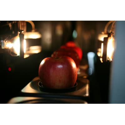 【ご自宅用　紅玉　令和7年9月下旬～発送】約5k(18～30個入)黒昇会DB箱入　特殊な光センサ選果【配送不可地域：離島】