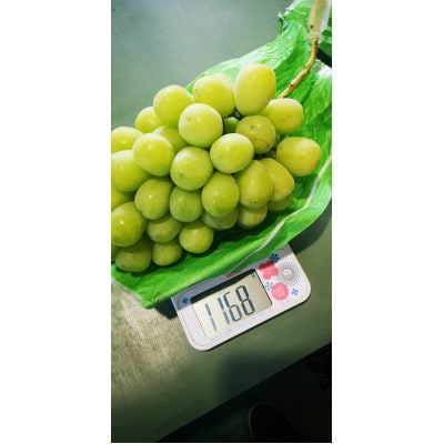 青森県黒石市産　シャインマスカット　約1kg(1房)　糖度18度以上贈答ランク