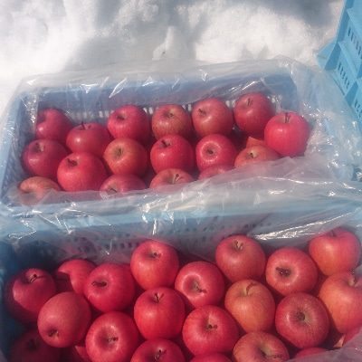 青森県黒石産雪中貯蔵サンふじ家庭用約5kg【配送不可地域：離島】