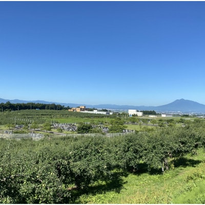 SevenApple木村農園から直送　樹上完熟さんふじ10kg