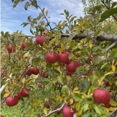 【訳あり】鎌田林檎園直送!太陽をいっぱい浴びたりんご 甘酸適和のサンふじ 5kg箱(14個～23個)