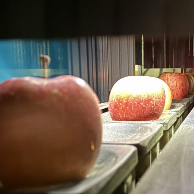 令和7年10月～順次発送　酸味ですっきり　訳ありサンジョナゴールド　10kg(26～40個入)【配送不可地域：離島・沖縄県】