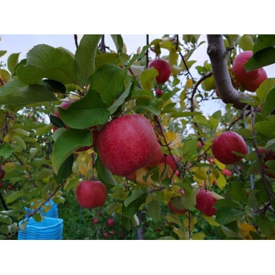 サンふじ　3K箱(約3kg)【美味しさ長持ち!スマートフレッシュ処理】【配送不可地域：離島】