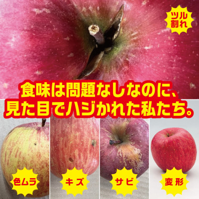 【R7年12月中旬～発送予定】訳あり 青森県産りんご「サンふじ」 約5kg(12～25個)【配送不可地域：離島・沖縄県】