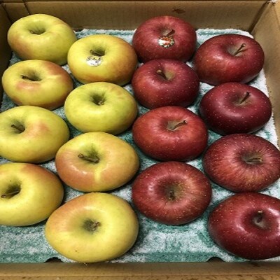 サンふじ＆ぐんま名月【贈答用】約5キロ　農家直送　青森県産りんご