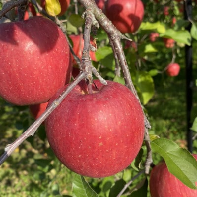 SevenApple木村農園から直送　樹上完熟さんふじ3kg