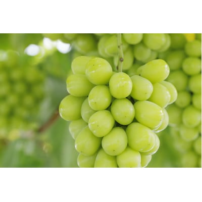 青森県黒石市産　シャインマスカット　約1kg(1房)　糖度18度以上贈答ランク