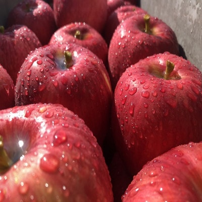 初秋の定番りんご　サンつがる　本場津軽よりもぎたてをお届け　贈答用　3キロ　【配送不可地域：離島】