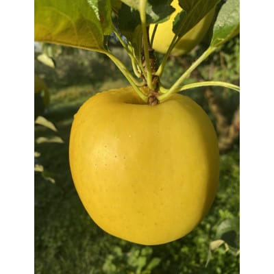 もりのかがやき(家庭用)約3kg(8個～10個)