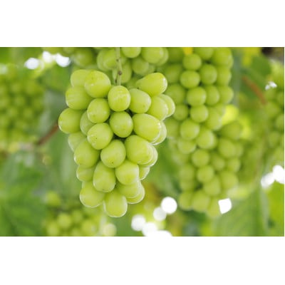 青森県黒石市産　シャインマスカット　800g(房数未定)　家庭向け