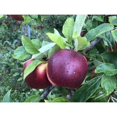 青森りんご　恋空(こいぞら)　家庭用　約5kg　お盆の頃に収穫　真夏の本格派りんご　約18個入り【配送不可地域：離島】