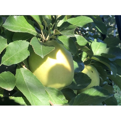 青森県産　黄王(きおう)　贈答用　約3kg　和梨の様なシャキシャキ食感の、軽やかな甘さの夏りんご【配送不可地域：離島】