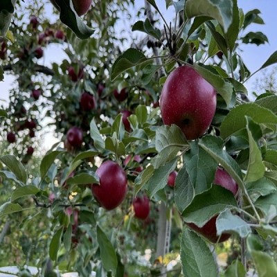 クセになる酸味、お菓子作りに良し!生食でも良し!青森県産　紅玉(こうぎょく)【贈答用】約5kg【配送不可地域：離島】