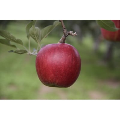 【とにかく甘い】シナノスイート贈答用品3kg