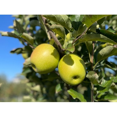 【感動の甘さ】王林(贈答用品)3kg