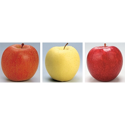 【発送月固定定期便】R8年1月発送開始 青森県産りんご　月替わりでお届けします全3回【配送不可地域：離島・沖縄県】