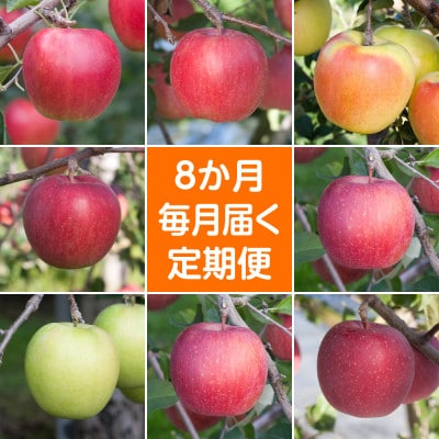 【発送月固定定期便】〈2024年9月より順次発送〉甘味系・青森県産りんご約3kg全8回【配送不可地域：離島・沖縄県】