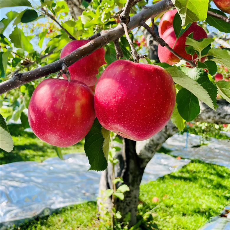 【2025年12月上旬発送】訳ありりんご約3kg（7～12個程度）|おまかせ品種|青森県五所川原市