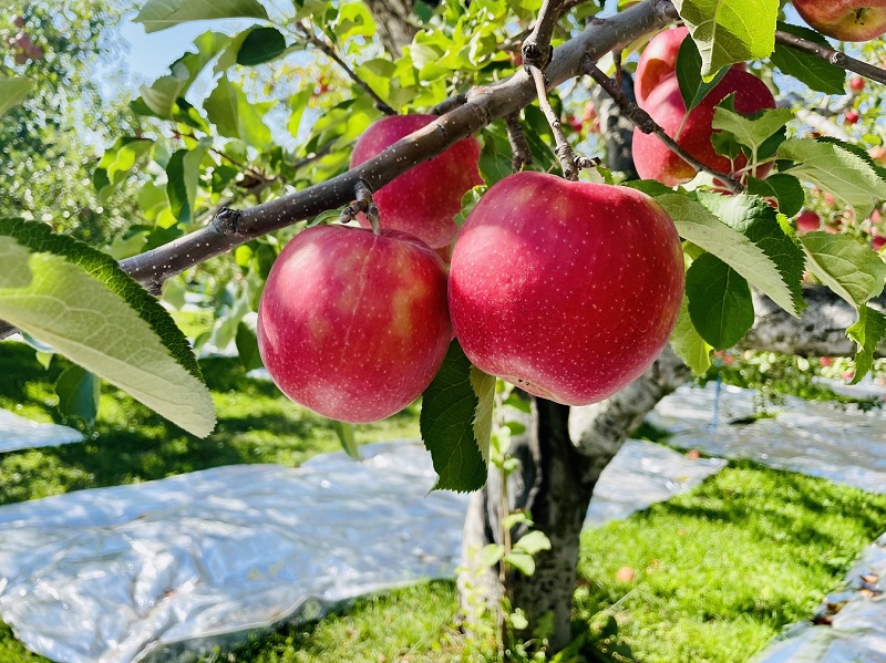 【2025年12月中旬発送】訳ありりんご約3kg（7～12個程度）|おまかせ品種|青森県五所川原市