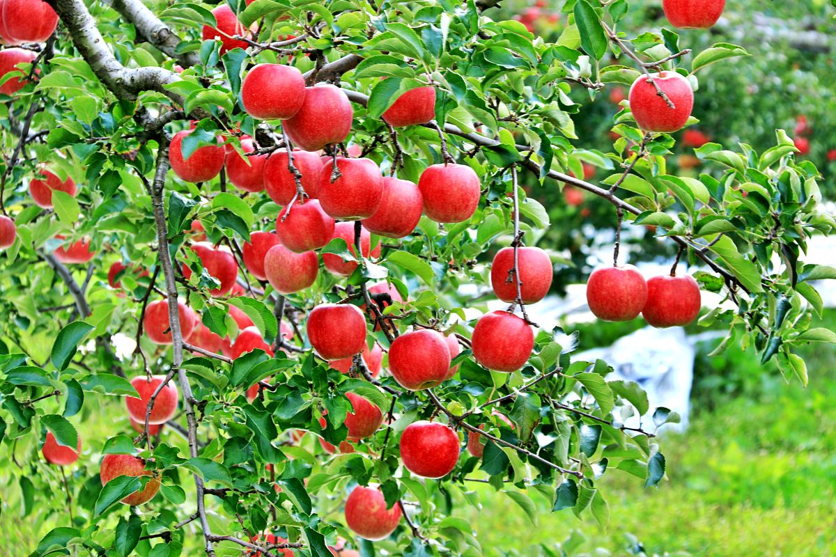 【2026年1月中旬発送】【特選】りんご 約5kg サンふじ 青森 五所川原