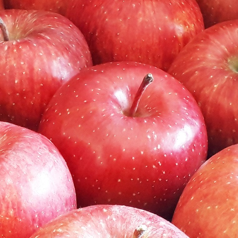 訳あり りんご 3kg 9月 サンつがる 青森【2025年 リンゴ 林檎 果物 クール便】