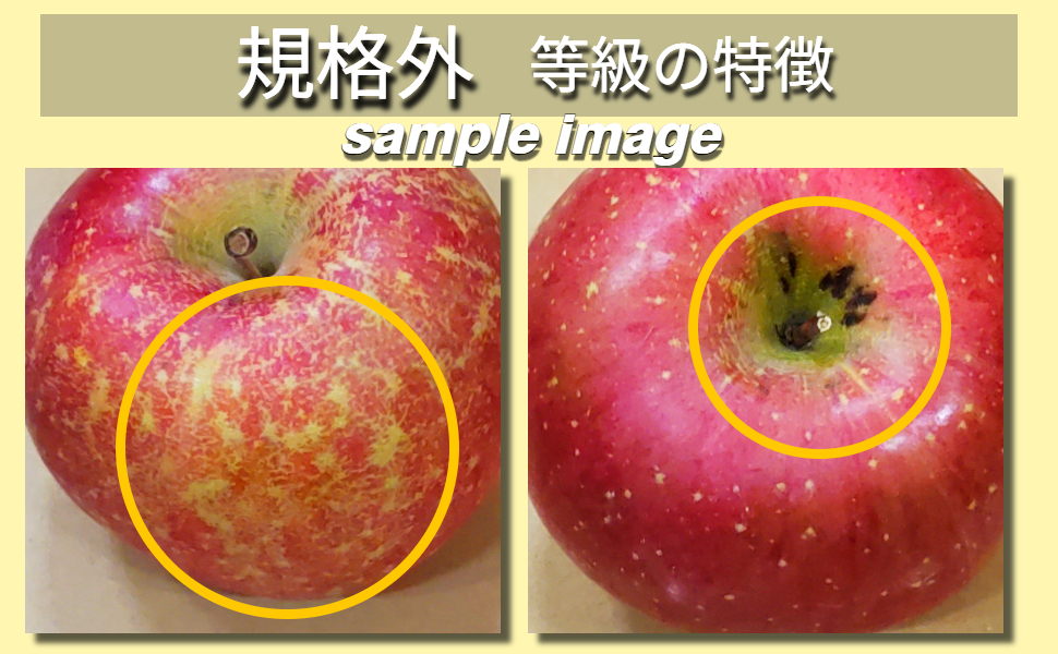 【2026年4月上旬発送】【規格外】 りんご サンふじ 約2kg スマートフレッシュ™貯蔵 または CA貯蔵 【クール便】