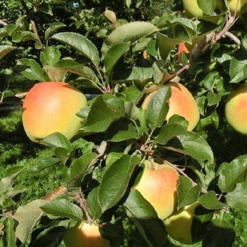 【2025年12月前半発送】訳あり トキ 約10kg