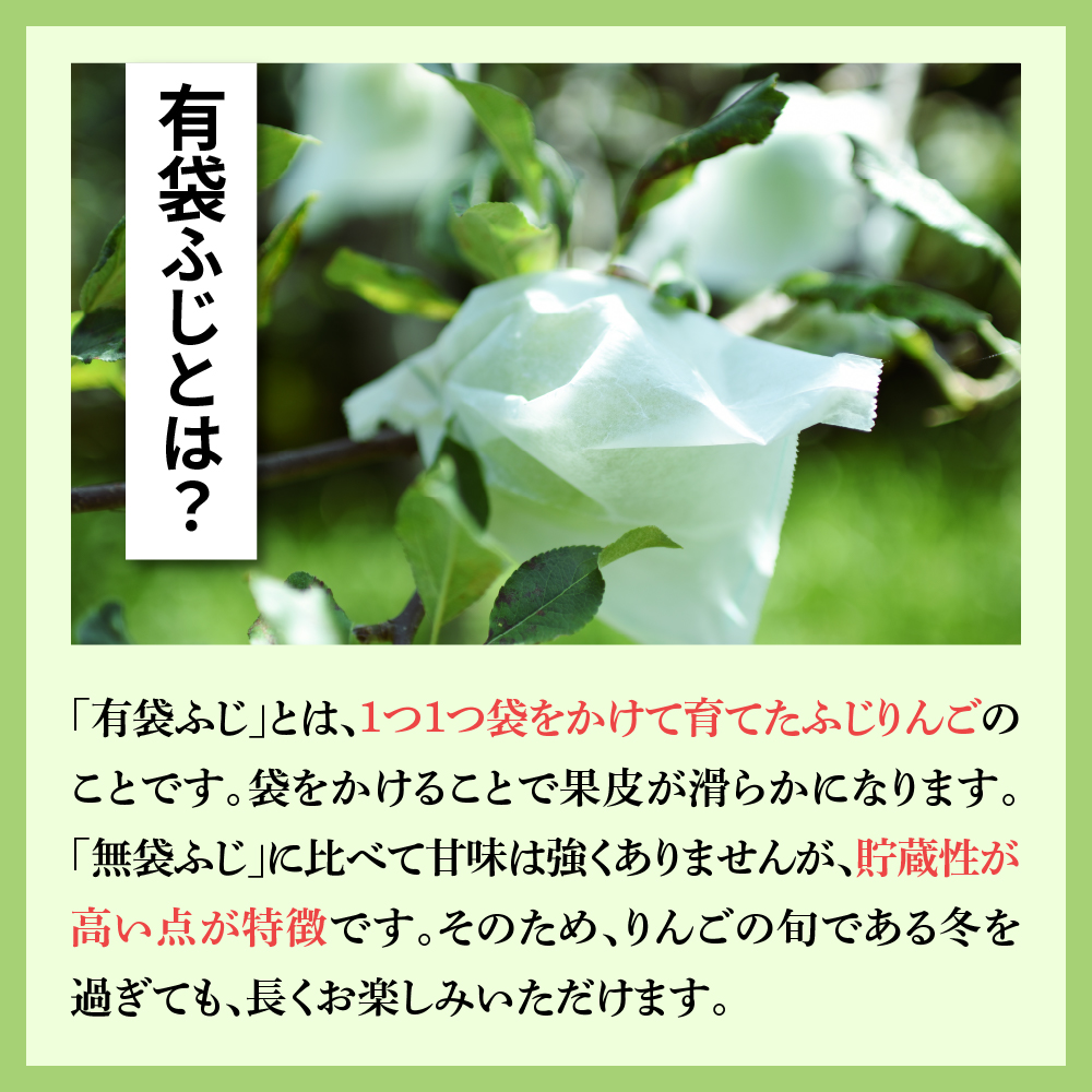 【2026年6月前半発送】 りんご 有袋ふじりんご 約 5kg CA貯蔵 丸福規格 有袋フジりんご 青森 五所川原