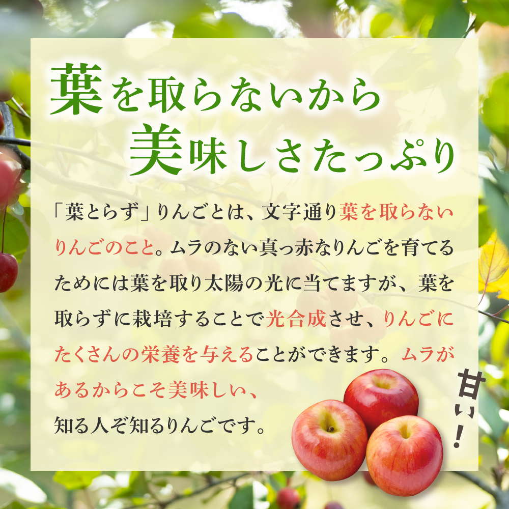 【2026年3月前半発送】【訳あり】青森県産葉とらずサンふじりんご約3kg