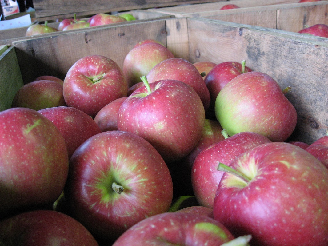 【2026年1月上旬発送】【訳あり】りんご約10kgサンふじ青森産