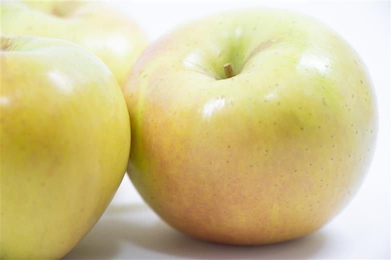 【2025年10月発送】【特選】 りんご 約5kg トキ〈樹上完熟〉 青森産