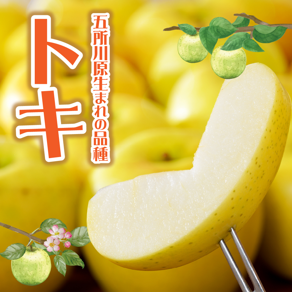 【2025年10月発送】【訳あり】 りんご 約3kg トキ〈樹上完熟〉 青森産