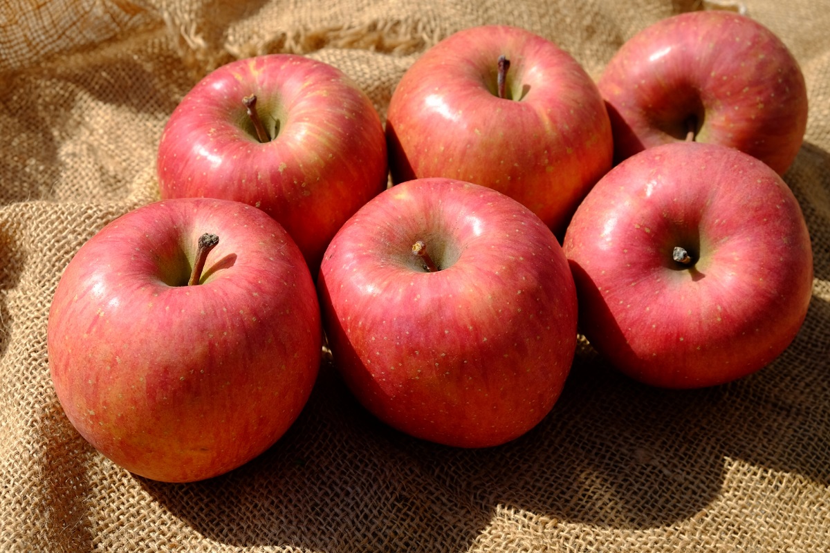 【2026年1月下旬発送】【訳あり】りんごサンふじ5kg青森