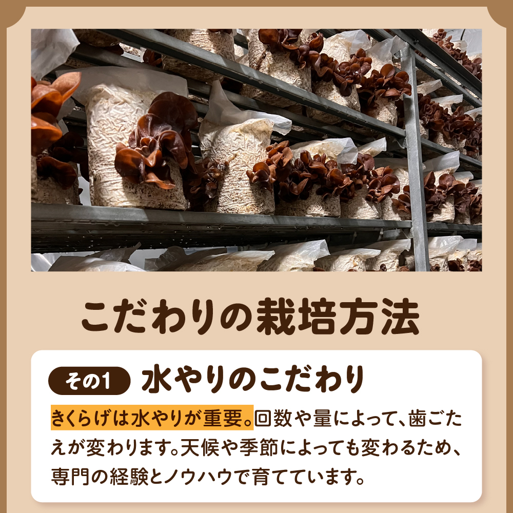 きくらげ 生 1kg ( 500g ×2袋)  国産 【 キクラゲ 生きくらげ 木耳 生キクラゲ 日本産 きのこ キノコ 青森 五所川原 】常温