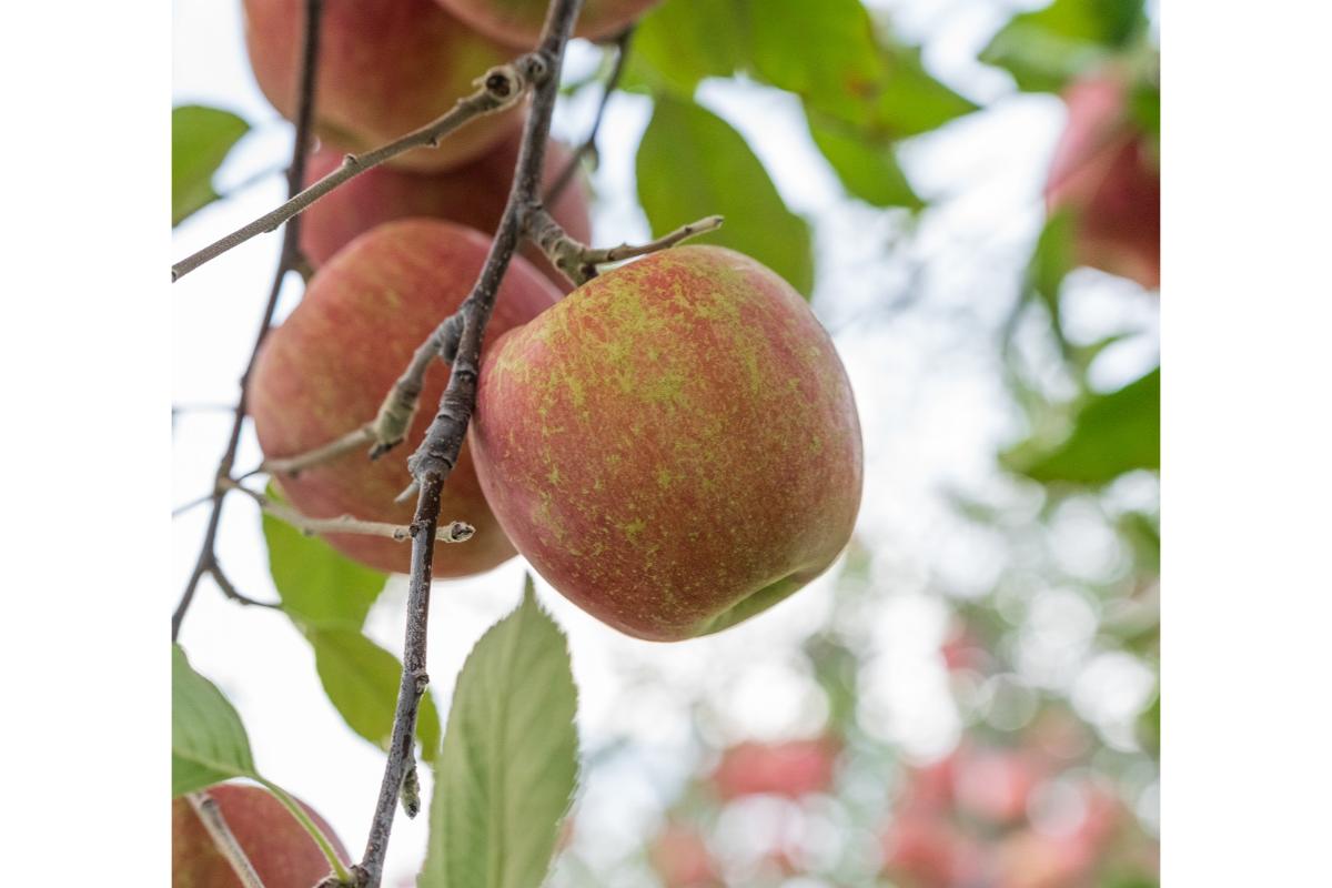 【2025年12月上旬発送】 訳あり りんご サンふじ 約5kg 青森 果物 【 訳アリ リンゴ 林檎 ふじ さんふじ 】