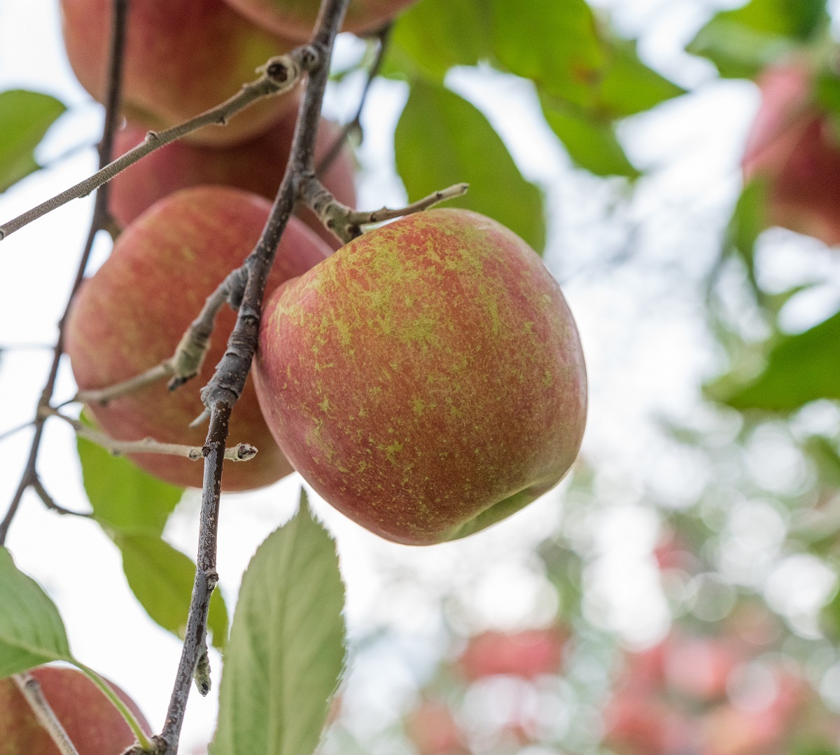 【2025年12月下旬発送】りんご 3kg 程度 葉とらず サンふじ 11月 12月 家庭用 青森産 りんご ふじ 【 サンふじりんご 葉とらずりんご くだものフルーツ果物林檎約3kg 】