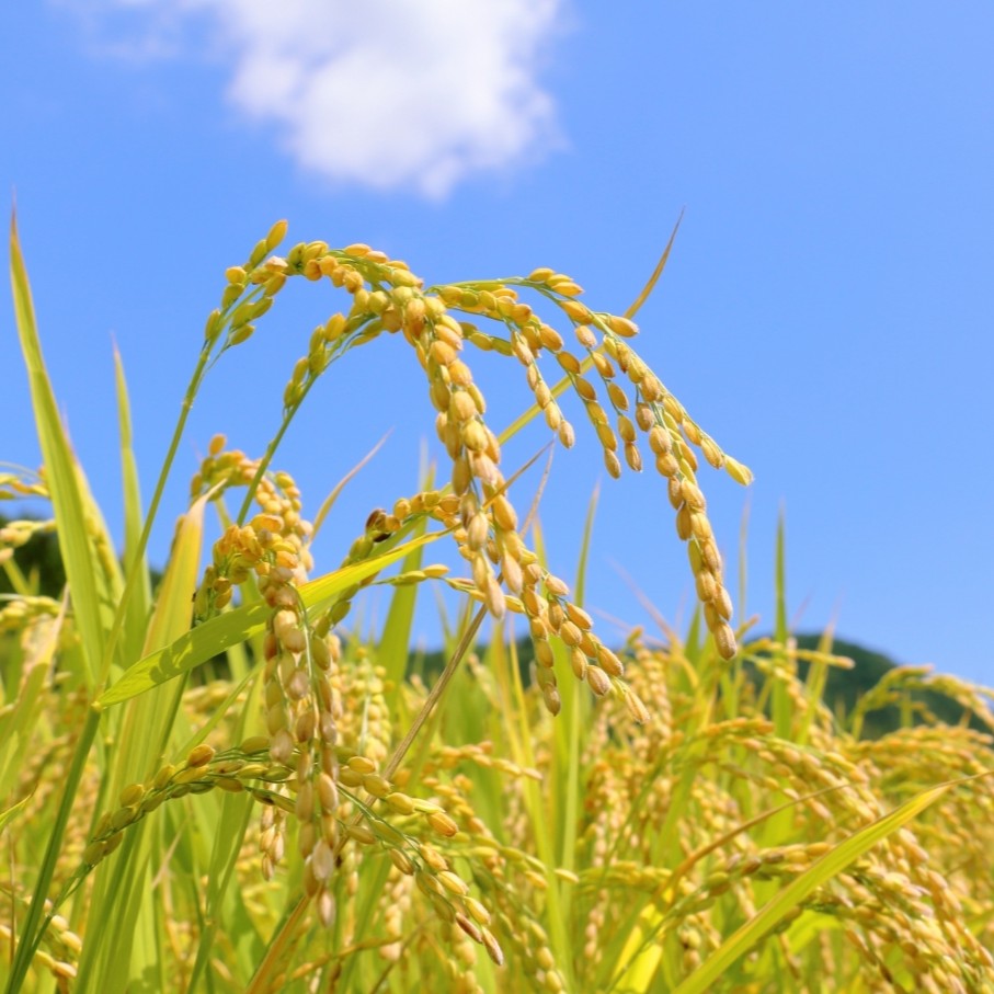 青森県産米 5kg はれわたり 令和7年産 精米 特A ブランド 米 【 青森県 五所川原市 白米 お米 コメ こめ 5キロ 】