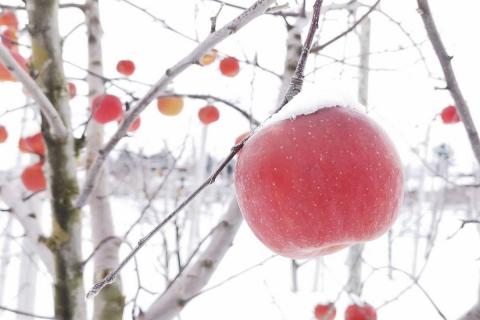 【ANA限定】【2026年1月上旬発送】 りんご 約10kg サンふじ 〈氷点寒熟〉青森県産